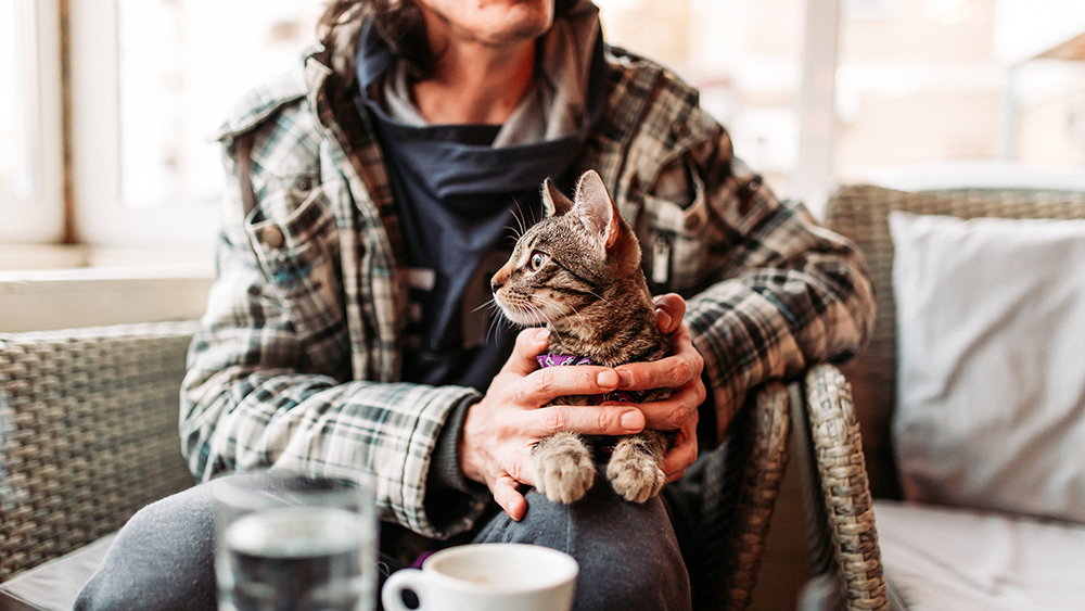 A small kitten sits in its owners lap at a restaurant/cafe shop.