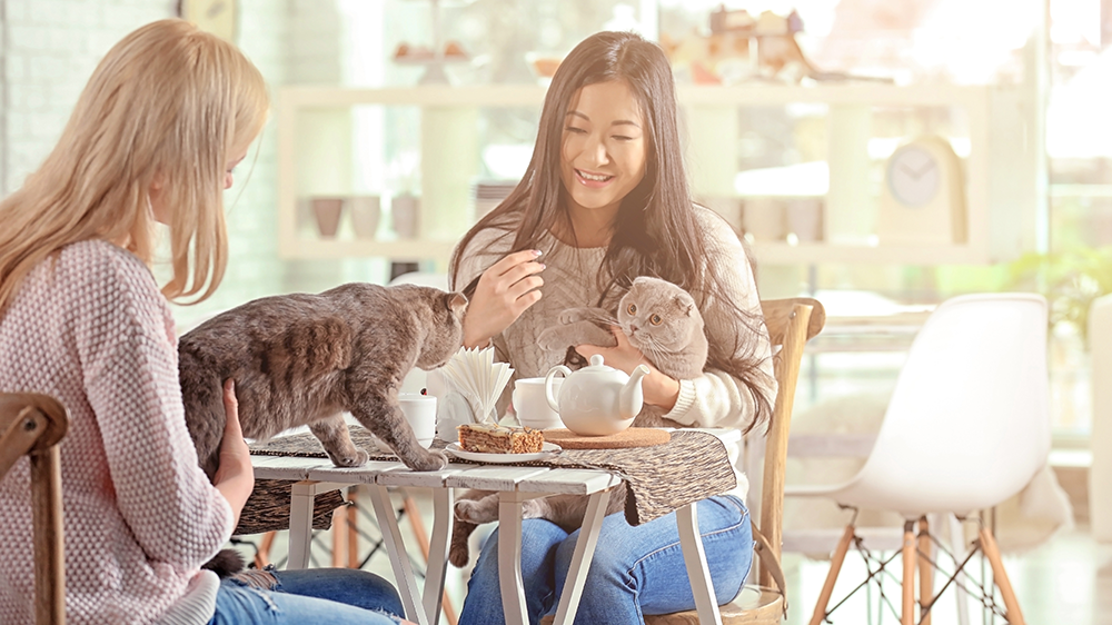 Two women enjoying coffee at a cat cafe while two cats sit on their lap and on the table